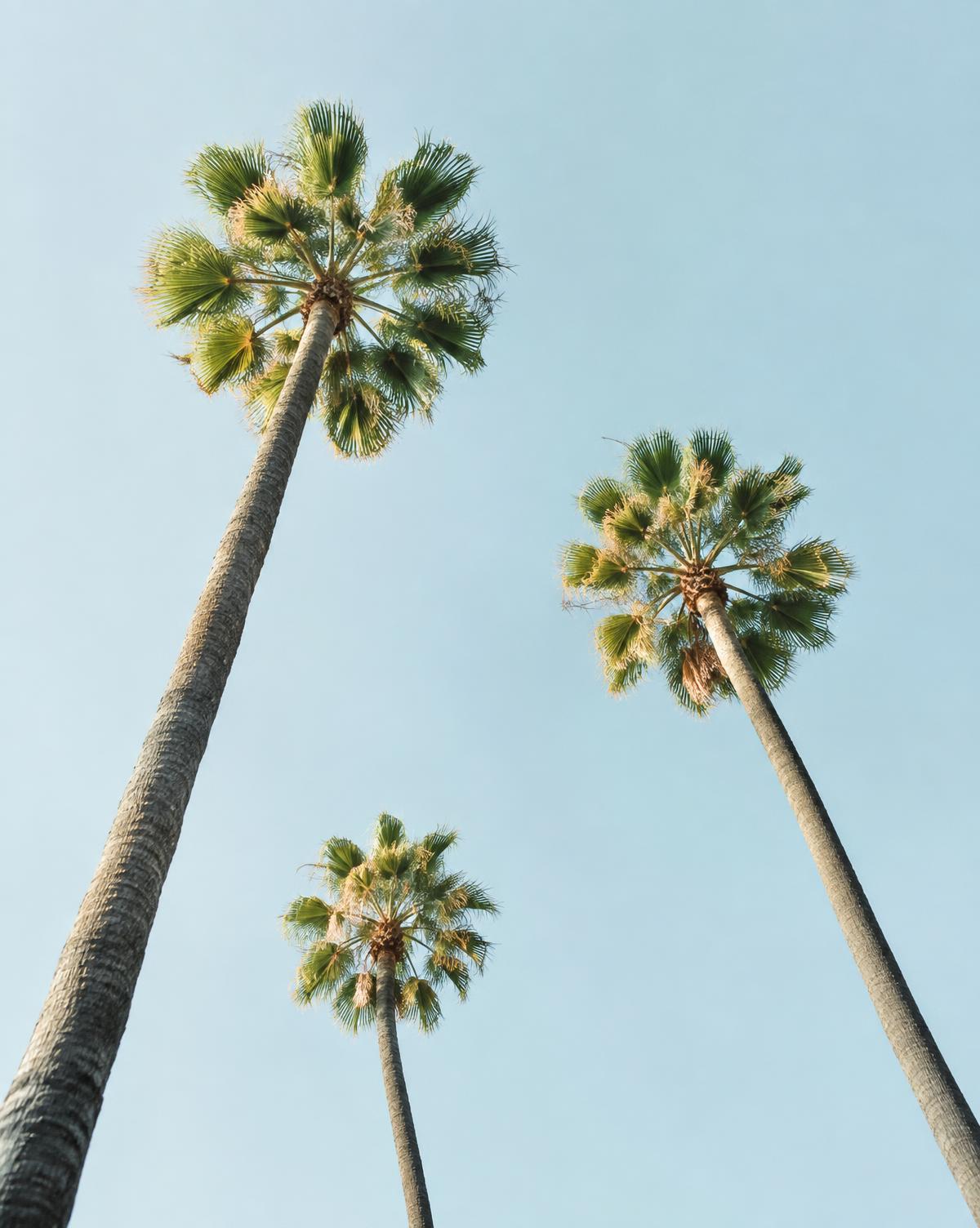 Palm trees against a clear sky